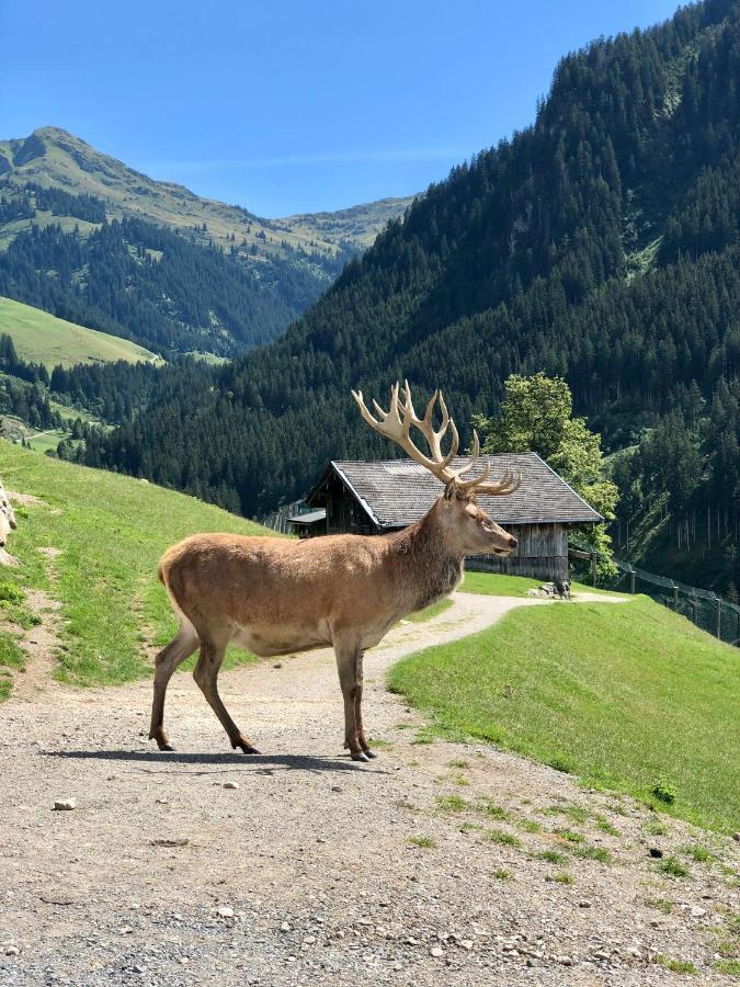 Haizelrock Kirchberg in Tirol Exterior foto